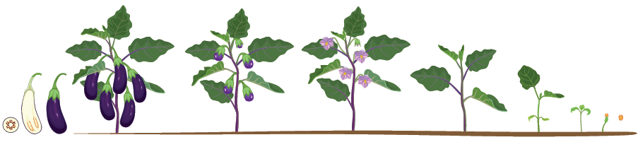 كيف يتكاثر نبات الباذنجان